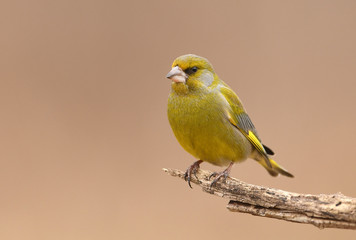 European Greenfinch ( Carduelis chloris )