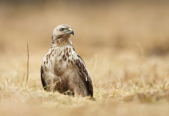 Common buzzard (Buteo buteo)