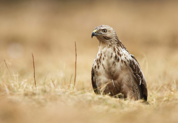 Common buzzard (Buteo buteo)