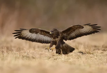 Tableau sur aluminium  Common buzzard (Buteo buteo)  © Piotr Krzeslak