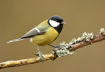 Great tit (Parus major)