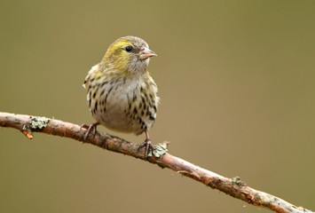 Siskin (Carduelis spinus)