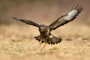 Common buzzard (Buteo buteo)