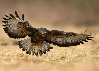 Common buzzard (Buteo buteo)