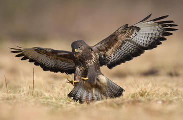 Common buzzard (Buteo buteo)