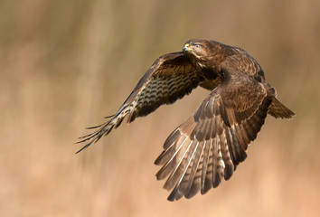 Common buzzard (Buteo buteo)