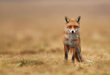 Fototapeta premium Fox (Vulpes vulpes)
