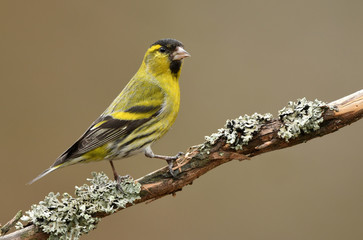 Siskin (Carduelis spinus)