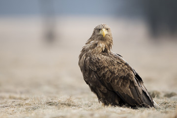 White tailed eagle (Haliaeetus albicilla)