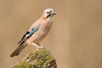 Eurasian Jay (Garrulus glandarius)