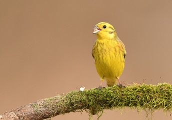 Yellowhammer (Emberiza citrinella)