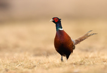 Ringneck Pheasant (Phasianus colchicus)