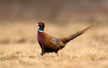 Ringneck Pheasant (Phasianus colchicus)