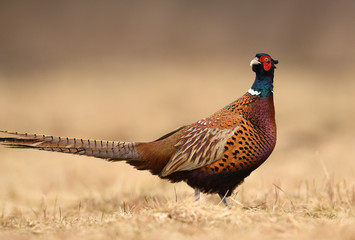 Ringneck Pheasant (Phasianus colchicus)