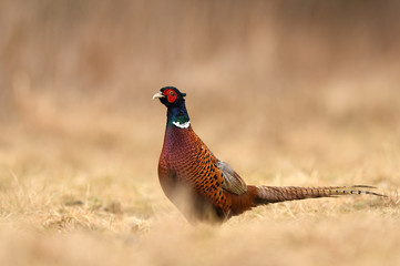 Ringneck Pheasant (Phasianus colchicus)