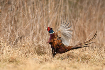 Ringneck Pheasant (Phasianus colchicus)