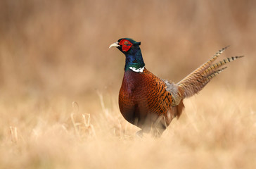 Ringneck Pheasant (Phasianus colchicus)