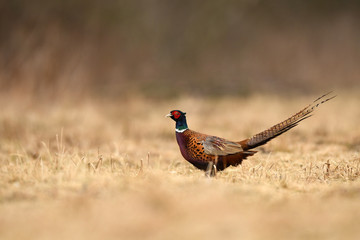 Ringneck Pheasant (Phasianus colchicus)
