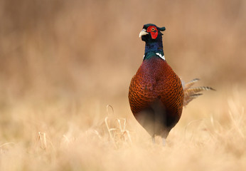 Ringneck Pheasant (Phasianus colchicus)