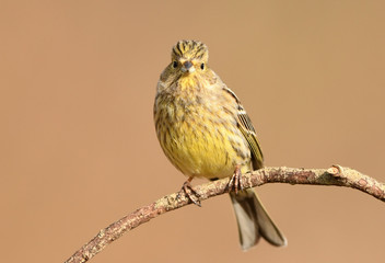 Yellowhammer (Emberiza citrinella)