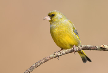 European Greenfinch ( Carduelis chloris )