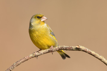 European Greenfinch ( Carduelis chloris )