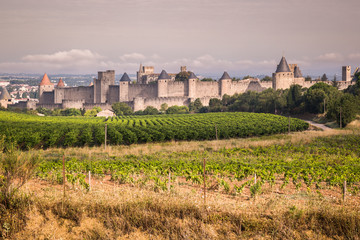 Fototapeta na wymiar Vineyards growing outside the medieval fortress of Carcassonne in France