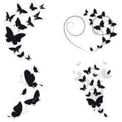 black butterfly, isolated on a white