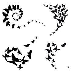 black butterfly, isolated on a white