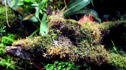Stump, overgrown with tropical moss
