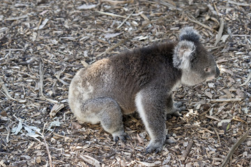 koala