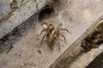 Orb Weaver Spider on a wet web Macro