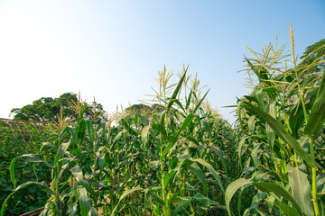 Corn plant in agricultural field
