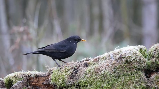 Common Blackbird (Turdus merula) on tree stump