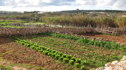 Fototapeta na wymiar Landwirtschaft auf Malta