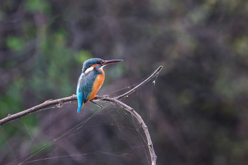 Common kingfisher (Alcedo atthis) sitting on a stick in Keoladeo Ghana National Park,  Bharatpur, India