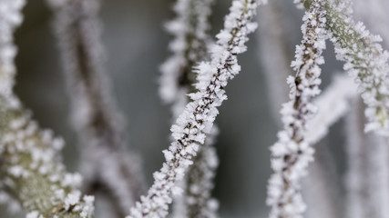 Frozen sticks. Winter season photography © Bartosz