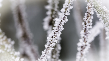 Frozen branches. Winter season photography - obrazy, fototapety, plakaty