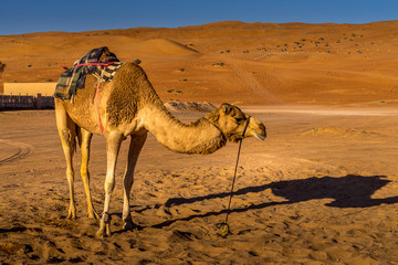camel in Wahiba sands, Oman