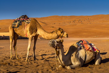 Fototapeta premium Couple of camels resting in Wahiba Sands , Oman
