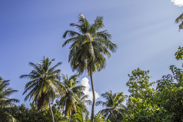 Fototapeta premium palm trees