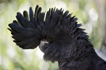 red tailed black cockatoo