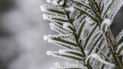 Photographed close-up of frosted branch  © Bartosz