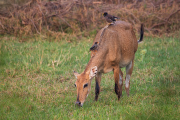 Female Nilgai with Brahminy mynas sitting on her in Keoladeo National Park, Bharatpur, India