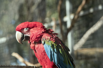 scarlet macaw