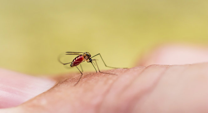 Mosquito sugando sangue.