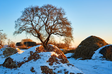Obraz premium The trees and material grass sunrise of village.