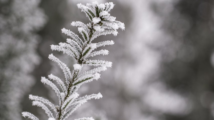 Frozen branch. Winter background © Bartosz