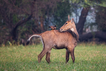 Male Nilgai (Boselaphus tragocamelus) with Brahmini mynas sitting on him in Keoladeo National Park, Bharatpur, India
