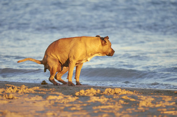 American Staffordshire terrier dog pooing on a beach